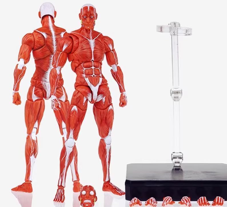 LEBOO 1/12 Toyocho Keeping Male Action Body Muscle Body for Movable Action Figures, Red