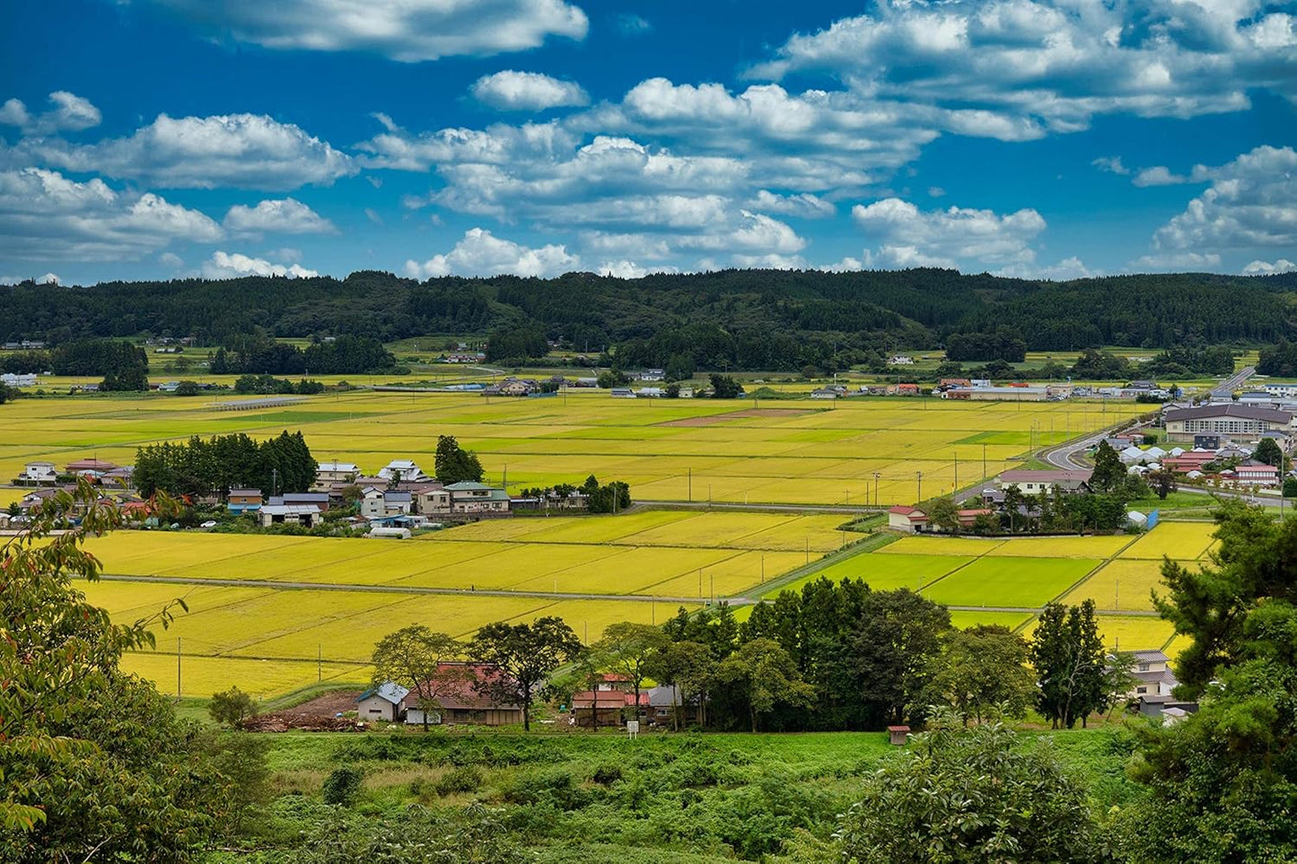 New Rice [Polished Rice] Reiwa 7th Year Production Miyagi Ichihara-Produced Limited Rice Hitomebore 5kg