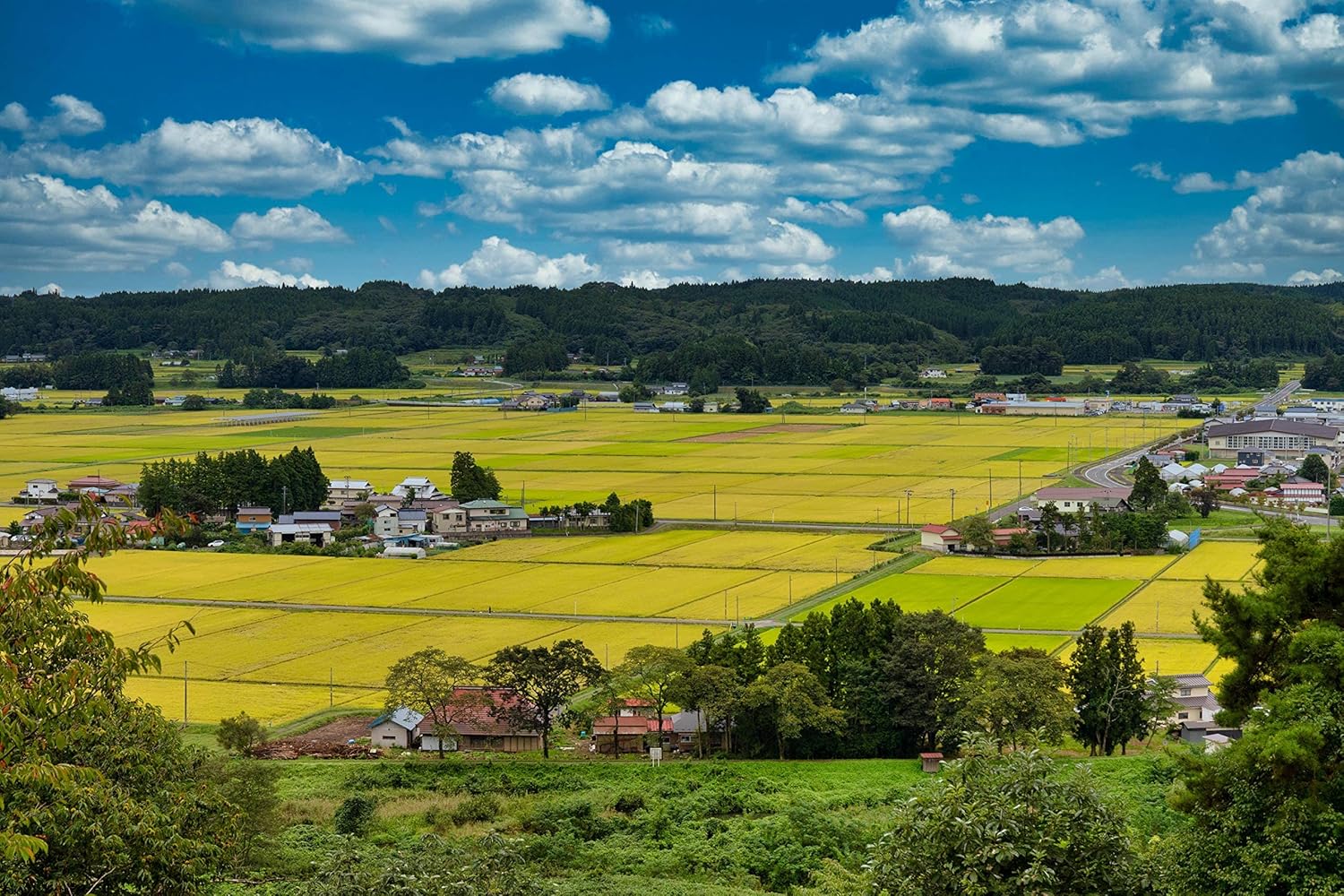 New Rice [Polished Rice] Reiwa 7th Year Production Miyagi Ichihara-Produced Limited Rice Hitomebore 5kg