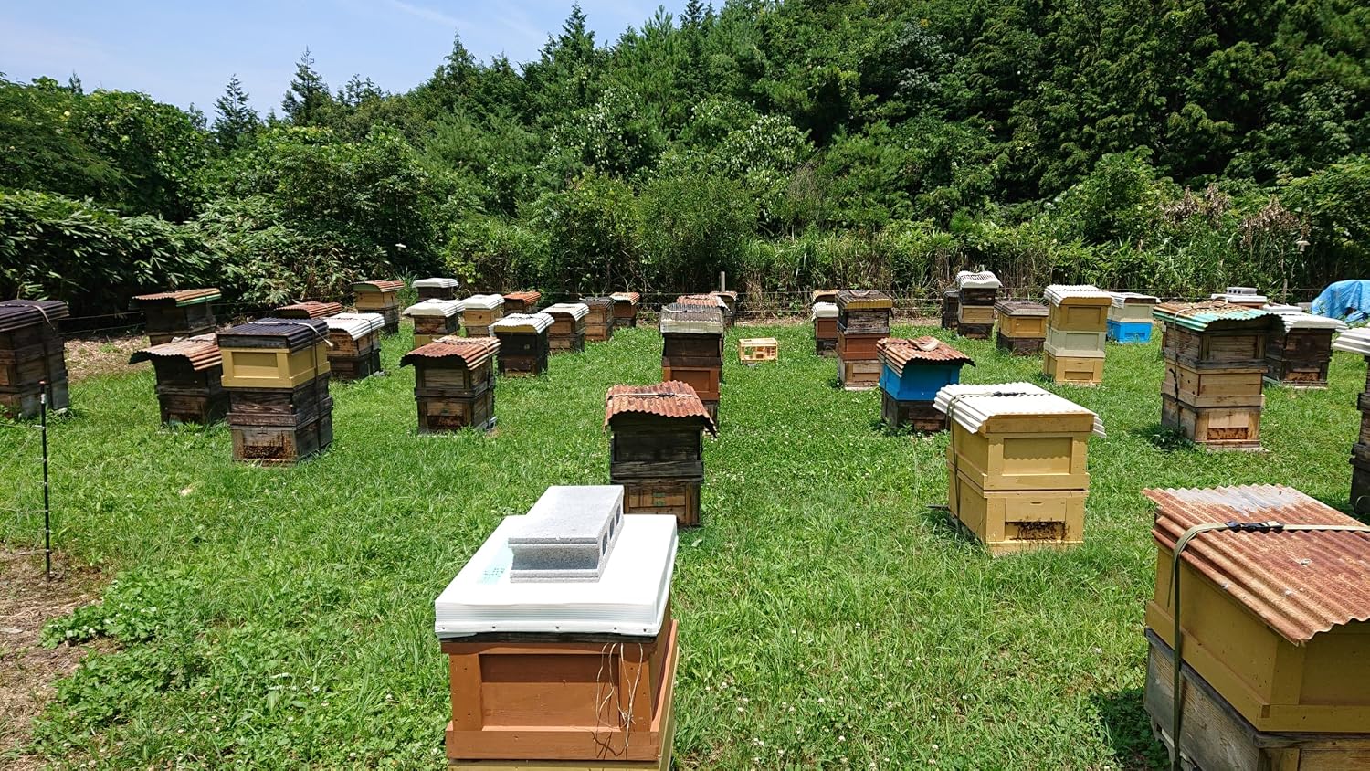Domestic Pure Multi-flower Honey from Shimane Hamada｜Wataya Hachiuemon Sannen Iwa no Satoyama Honey, Additive-free Honey (500g 1 bottle)
