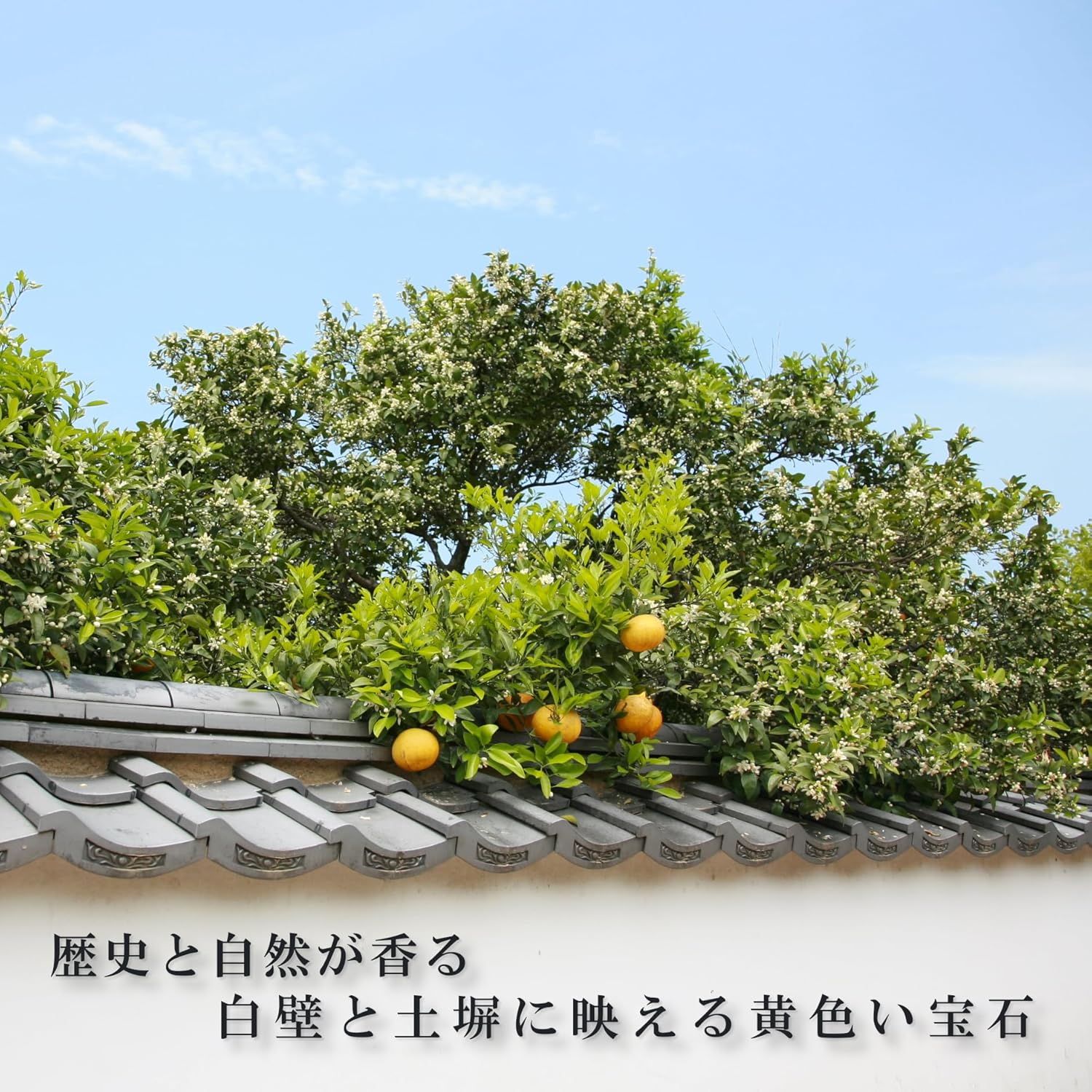 Summer Orange Onita, Yamaguchi Prefecture Limited Edition Summer Mandarin Cookies (12 Pieces), Yamaguchi Prefecture Hagi Summer Mandarin Tart Cookies, Gift, Individually Packaged, Sweets, Souvenir, Souvenir, Gift, New Year's Day