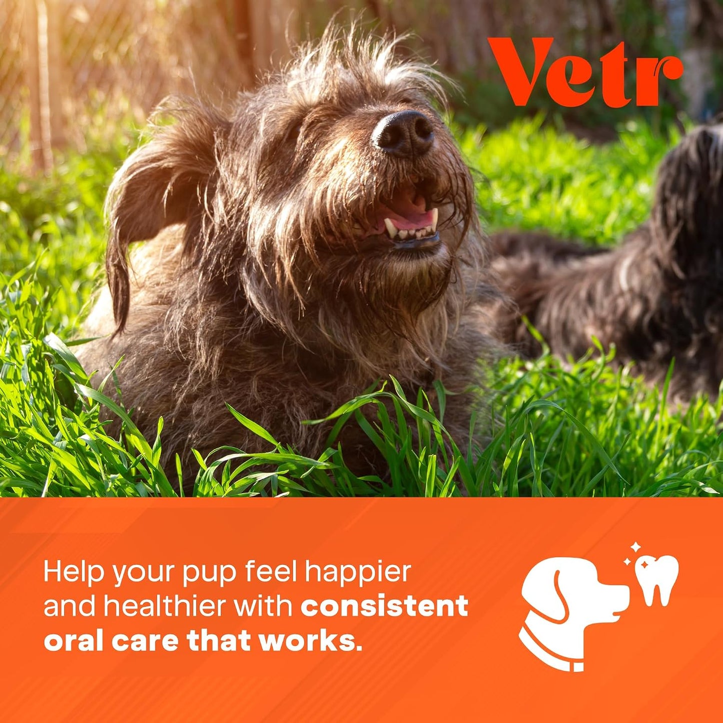 Vetr Fórmula dental para perros, aditivo líquido con sabor a menta para el cuidado bucal con enzimas para el aliento y el apoyo de los dientes, formulado por veterinarios en Estados Unidos (16 onzas)