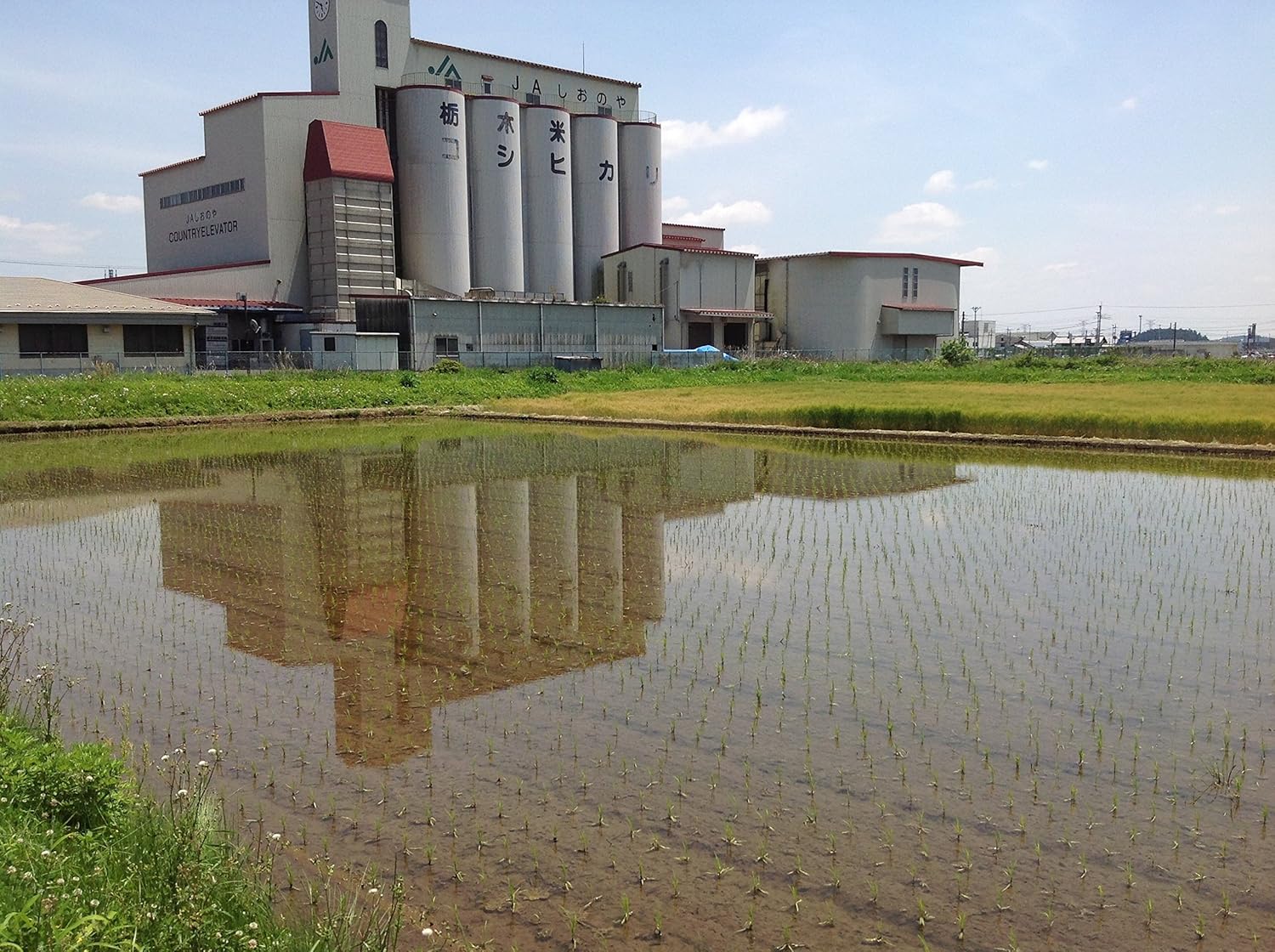 by Tochigi Prefecture Koshihikari Wash-Free Rice 5kg (11.0 lbs) Reiwa 7th Year Crop