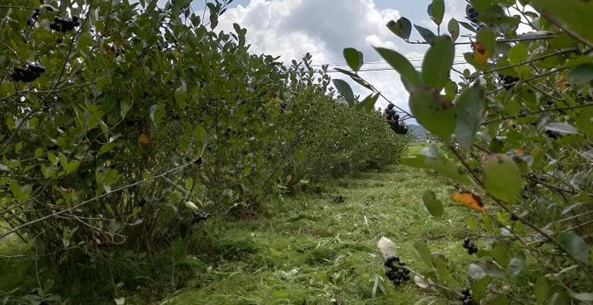 60 Hokkaido Aronia Tablets, Contains 235 mg of Aronia Extract Powder, Alonia Supplement, Anthocyanin