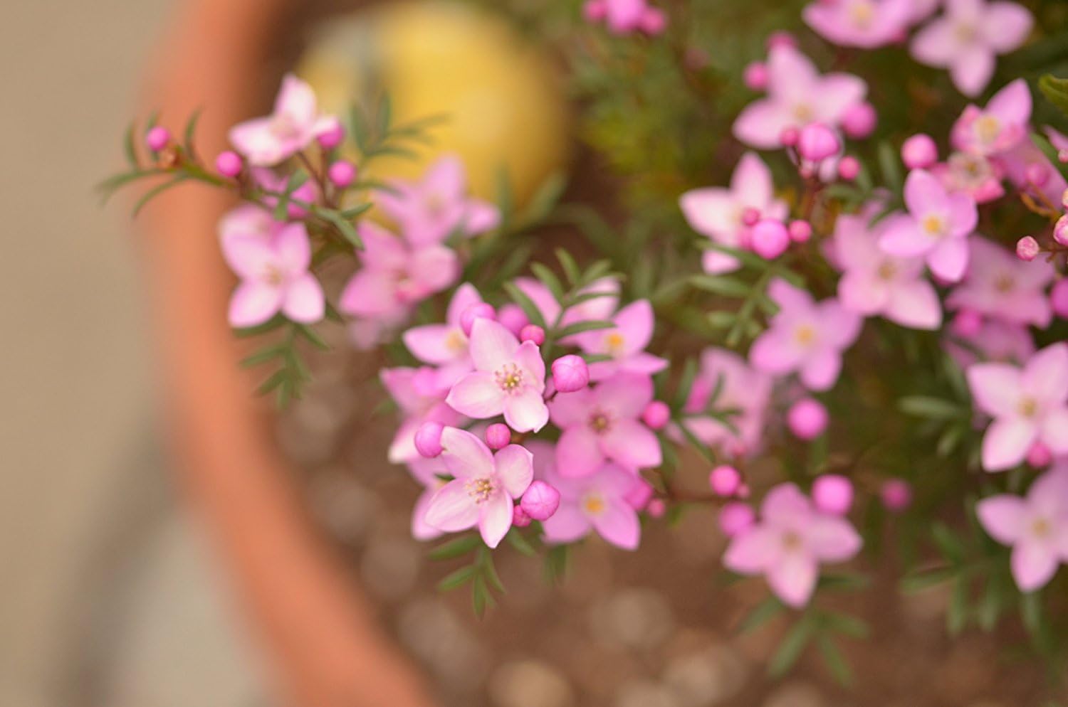 Sigma 105mm F2.8 EX DG OS HSM Macro