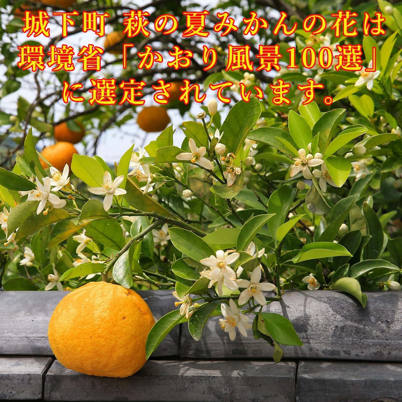 Natsumikan Yokan (Set of 2), Yamaguchi Prefecture, Hagi no Natsumikan with Fruit Juice, Japanese Sweets, Sweets, Souvenir, Gift, Yokan, Preserved Food