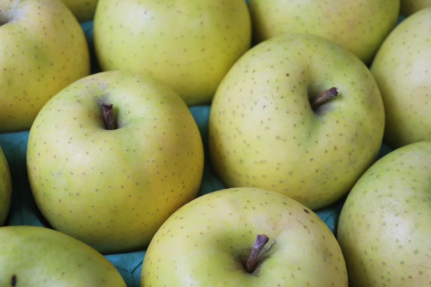 (Sugar content above 54.0°F (14°C)), Olin, 4 pcs, Apple Product, Aomori Prefecture, Light Sensor Selection, Lingo, Apple, Sweet, High Sugar, Crispy Texture, Mother's Day, Father's Day Gift, Middle Edition (4 pcs)