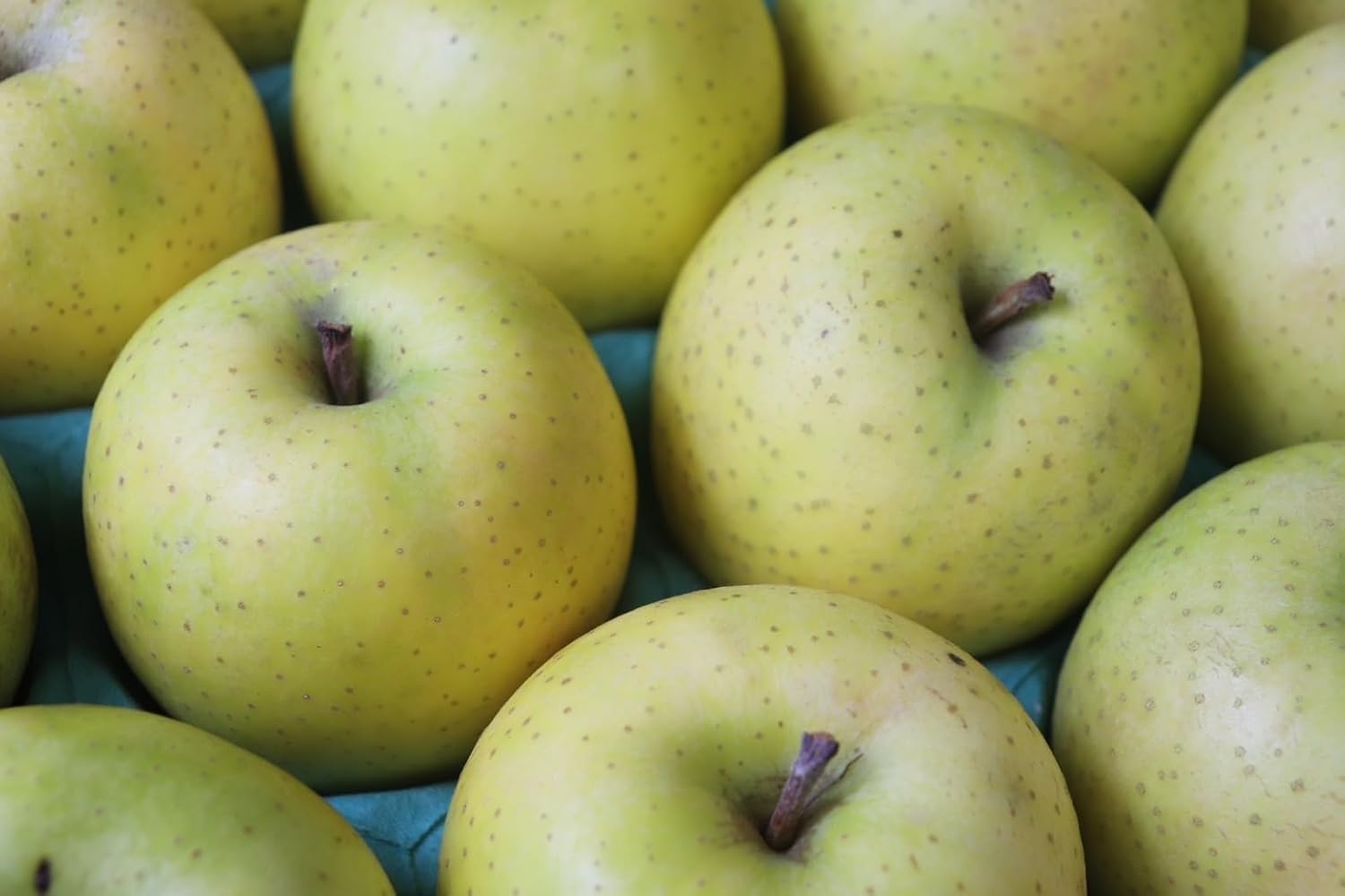 (Sugar content above 54.0°F (14°C)), Olin, 4 pcs, Apple Product, Aomori Prefecture, Light Sensor Selection, Lingo, Apple, Sweet, High Sugar, Crispy Texture, Mother's Day, Father's Day Gift, Middle Edition (4 pcs)