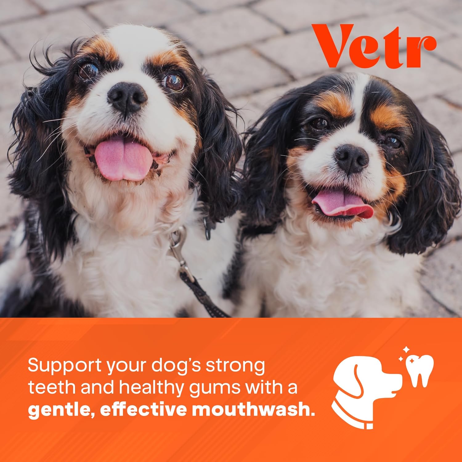 Vetr Fórmula dental para perros, aditivo líquido con sabor a menta para el cuidado bucal con enzimas para el aliento y el apoyo de los dientes, formulado por veterinarios en Estados Unidos (16 onzas)