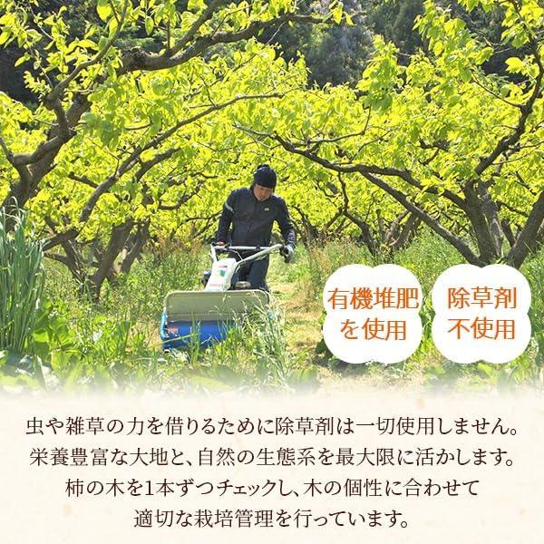 風味絶佳.山陰 Persimmon Farm "Kakitsubo" Saijo Persimmon Dried Persimmons 6 Pieces (Simple Packaging) Semi-Dry Dried Fruit No Additives Shimane Prefecture Product Persimmon Dried Persimmon Dried Persimmon