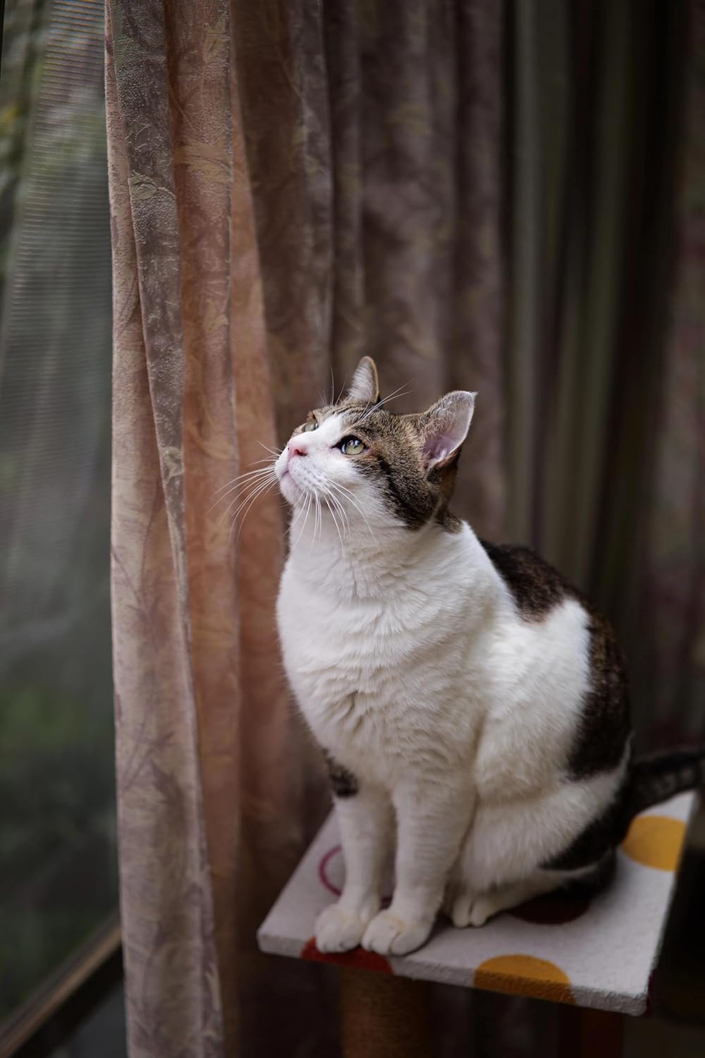 7artisans L-Mount AF 50mm f/1.8 Monofocal Lens Full Size Large Caliber Leica L/Panasonic L/Sigma L Replacement Lens Black Shichikoujo