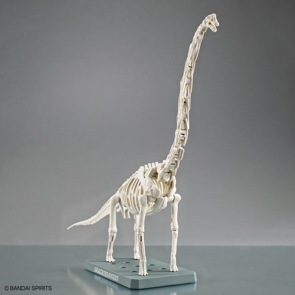 Bandai Spirits Planosaurus Brachiosaurus Color Coded Plastic Model