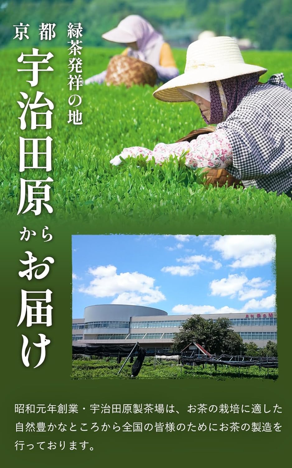 【Mondo Selection Award Winner】Kyoto・Ujitawara Tea Plantation Koimaro Tea 100g Japanese Tea Gyokuro Deep Steamed Sencha Waka Steamed Sencha Blend Tea Leaves Tea Green Tea Japanese Tea Deep Steamed Tea