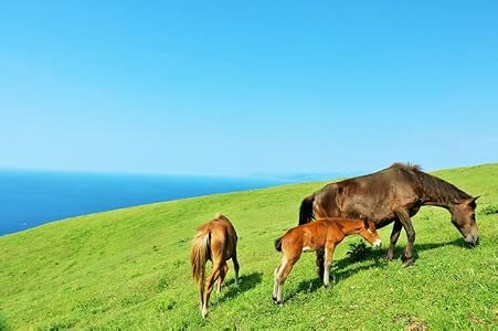 【日本の風景ポストカード】宮崎県 都井岬 草原で草を食む野生馬の親子 母馬と子馬 午年 はがき お土産 ハガキ 撮影/YOSHIO IWASAWA
