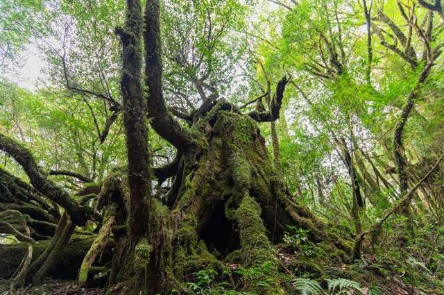 Japanese Landscape Postcard: Kagoshima Prefecture Beautiful Forest Postcard Photo Card Souvenir Photo by daikegoro