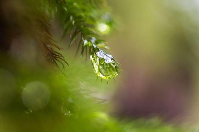 [Japanese Landscape Postcard] Kagoshima Prefecture Yakyushima Water Drops from Trees Postcard Photo Card Souvenir Photo by daikegoro