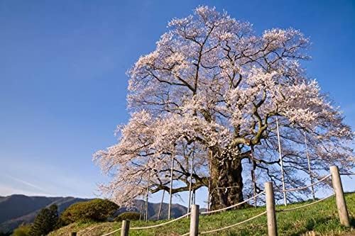 【日本の風景／地名のポストカード】岡山県真庭市 青空にそびえる一本桜の醍醐桜 はがき お土産 ハガキ 撮影/絶景.com