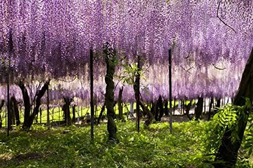 【花のポストカード】大分県宇佐市 藤棚から垂れる薄紫の藤の花房 はがき お土産 ハガキ 撮影/絶景.com