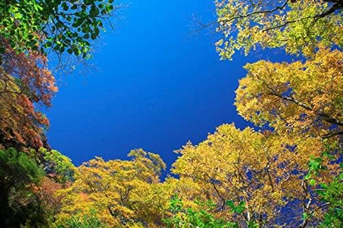 【日本の風景／地名のポストカード】愛媛県石鎚山 深い青空を囲む黄金色の木々 はがき お土産 ハガキ 撮影/絶景.com
