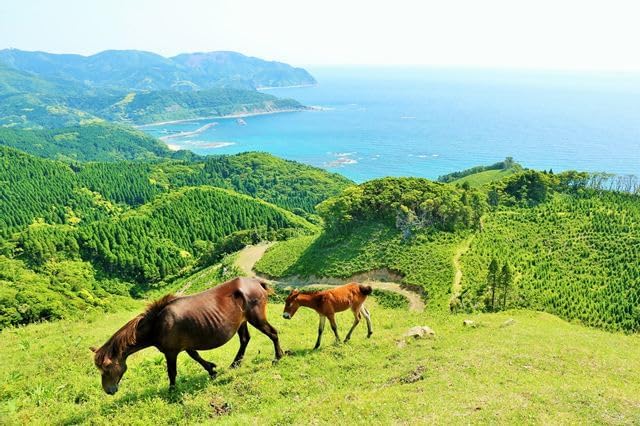 【日本の風景ポストカード】宮崎県 都井岬 海岸を見下ろす草原を歩く母馬と子馬 馬 午年 はがき お土産 ハガキ 撮影/YOSHIO IWASAWA