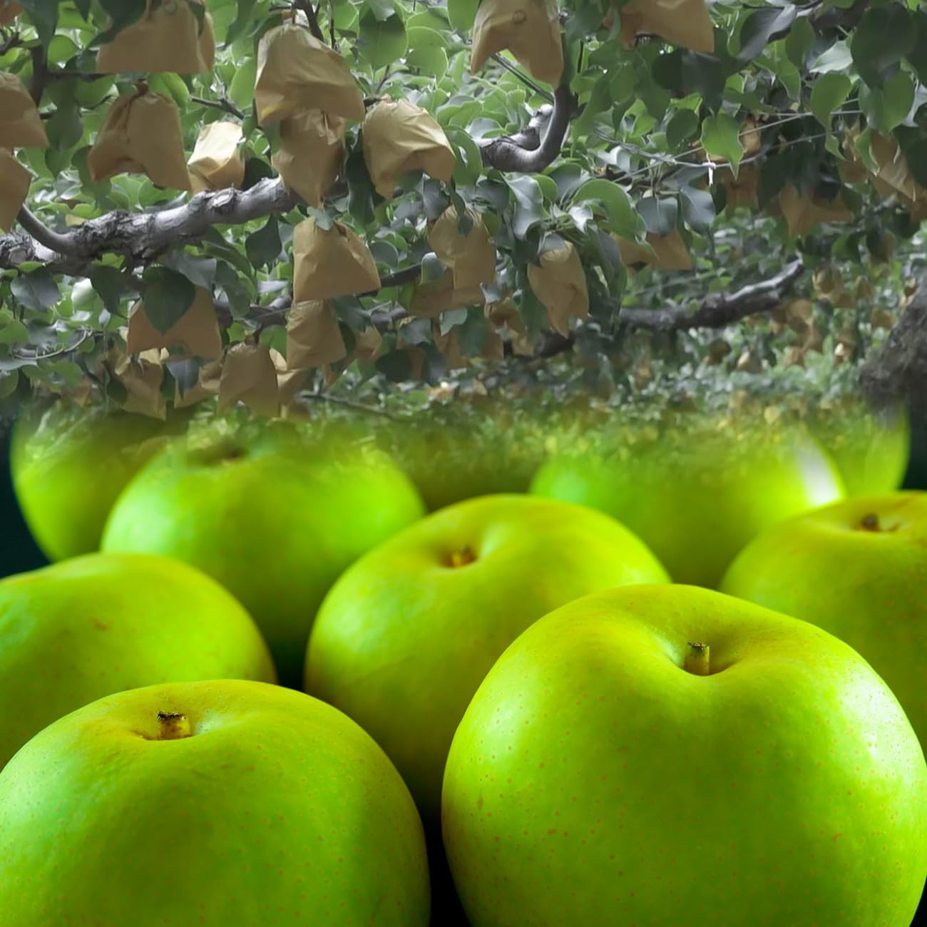 20th Century Pear from Hirooka Farm (20th Century Pear), 4.4 lbs (2 kg) (5 - 7 beads), Produced in Tottori Prefecture, No Sublimation (For Home Use)