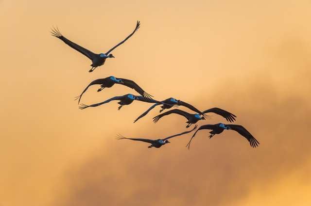 (Japanese Landscape Postcard) Kagoshima Prefecture Izui at Dawn Birds 4 Postcard Photo Card Souvenir Photo by daikegoro