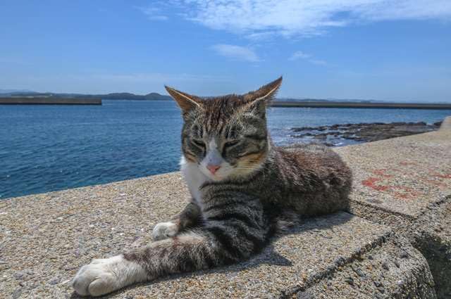 Japanese Landscape Postcard by daikegoro Cat in Katanjima 5 Postcards Photo Card Souvenir