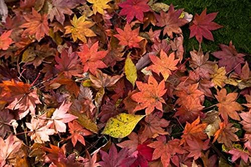 【日本の風景／地名のポストカード】熊本県南小国町、苔の上に散り敷く赤い紅葉の落ち葉 はがき お土産 ハガキ 撮影/絶景.com